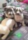 American Staffordshire Terrier Puppies for sale in Las Vegas Strip, NV, USA. price: $95,000