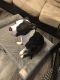 American Staffordshire Terrier Puppies for sale in Union City, GA 30291, USA. price: $1,200