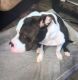 American Staffordshire Terrier Puppies for sale in Union City, GA 30291, USA. price: $1,000