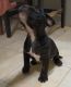 American Staffordshire Terrier Puppies for sale in Plant City, FL, USA. price: $350