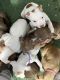 American Staffordshire Terrier Puppies for sale in Regional Municipality of Durham, ON, Canada. price: $500