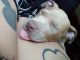 American Staffordshire Terrier Puppies for sale in Tampa, FL, USA. price: $450
