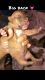 American Staffordshire Terrier Puppies for sale in Winter Haven, FL 33881, USA. price: $350