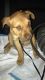 American Staffordshire Terrier Puppies for sale in Durham, NC, USA. price: NA
