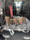 American Staffordshire Terrier Puppies for sale in Hampton, GA 30228, USA. price: $600