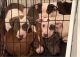 American Staffordshire Terrier Puppies for sale in Bayonne, NJ 07002, USA. price: NA