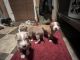 American Staffordshire Terrier Puppies for sale in Hazel Green, AL 35750, USA. price: $400