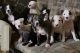 American Staffordshire Terrier Puppies for sale in Hampton, VA, USA. price: $300