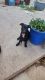 American Staffordshire Terrier Puppies for sale in Waxahachie, TX 75165, USA. price: $150
