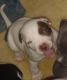 American Staffordshire Terrier Puppies for sale in 330 S Surrey St, Missoula, MT 59808, USA. price: $500