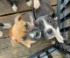 American Staffordshire Terrier Puppies for sale in Huntsville, AL, USA. price: $225