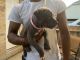American Staffordshire Terrier Puppies for sale in Humble, TX, USA. price: $500