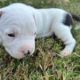 American Staffordshire Terrier Puppies for sale in Fort Worth, TX, USA. price: $2,000