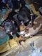 American Staffordshire Terrier Puppies for sale in Reno, NV 89501, USA. price: $150
