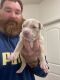 American Staffordshire Terrier Puppies for sale in Fort Worth, TX, USA. price: $850