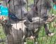 American Staffordshire Terrier Puppies for sale in Gretna, VA 24557, USA. price: $200