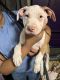 American Staffordshire Terrier Puppies for sale in Baltimore, Maryland. price: $150