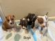 American Staffordshire Terrier Puppies for sale in Highlands Ranch, Colorado. price: $600