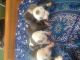 American Staffordshire Terrier Puppies for sale in Poughkeepsie, NY, USA. price: NA