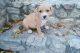 American Staffordshire Terrier Puppies for sale in Colorado Springs, CO, USA. price: NA