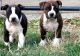 Awesome American Staffordshire Terrier Puppies.