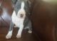American Staffordshire Terrier Puppies for sale in Los Angeles, CA, USA. price: NA