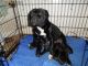 American Staffordshire Terrier Puppies for sale in Round Rock, TX 78664, USA. price: $500