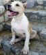 American Staffordshire Terrier Puppies for sale in San Francisco, CA, USA. price: NA