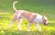 American Staffordshire Terrier Puppies for sale in Montgomery, AL, USA. price: $400