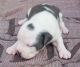 American Staffordshire Terrier Puppies for sale in Conley, GA 30288, USA. price: NA