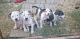 American Staffordshire Terrier Puppies for sale in Abilene, TX, USA. price: NA