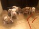 American Staffordshire Terrier Puppies for sale in San Antonio, TX, USA. price: $330