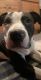 American Staffordshire Terrier Puppies for sale in Plymouth, MI 48170, USA. price: NA