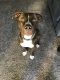 American Staffordshire Terrier Puppies for sale in Lakewood, CO, USA. price: $150