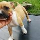 American Staffordshire Terrier Puppies for sale in Alcott St, Alexandria, VA 22309, USA. price: NA