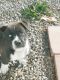 American Staffordshire Terrier Puppies for sale in El Paso, TX, USA. price: NA