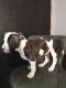 American Staffordshire Terrier Puppies for sale in San Antonio, TX, USA. price: $850