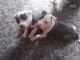 7 week Old BlueNose Staffordshire Pittbull Terrier