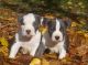 American Staffordshire Terrier pets