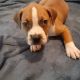 American Staffordshire Terrier Puppies for sale in Stone Mountain, GA, USA. price: $200