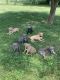 American Staffordshire Terrier Puppies for sale in Springfield, OH, USA. price: NA