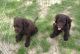 American Water Spaniel Puppies for sale in Dallas, TX, USA. price: NA