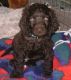 American Water Spaniel Puppies for sale in Seattle, WA 98103, USA. price: NA