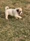 Anatolian Shepherd Puppies for sale in Rice, TX 75155, USA. price: NA