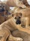 Anatolian Shepherd Puppies for sale in Hesperia, CA 92344, USA. price: NA