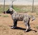Anatolian Shepherd Puppies for sale in Three Rivers, CA 93271, USA. price: NA