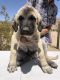 Anatolian Shepherd Puppies for sale in Southern California, CA, USA. price: NA