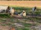 Anatolian Shepherd Puppies for sale in Walnut Hill, FL 32568, USA. price: $800