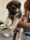 Anatolian Shepherd Puppies for sale in Oceanside, CA, USA. price: NA