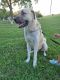 Anatolian Shepherd Puppies for sale in LaBelle, FL 33935, USA. price: NA